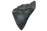 Partial Fossil Megalodon Tooth - Serrated Blade #277376-1